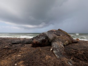 A dead sea turtle is seen washed ashore on a beach weeks after the MV X-Press Pearl container ship caught fire and sank off the coast of Colombo, in Mount Lavinia, Sri Lanka, June 24, 2021.