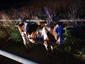 Moovement stopped on a busy highway in England after cops say an idiot let them loose.