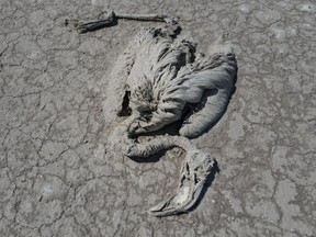 The remains of a flamingo that died of drought, which activists connect with the irrigation techniques in the region, is seen in Turkey's Lake Tuz, one of the largest hypersaline lakes in the world, near Cihanbeyli a town in Konya province, Turkey, July 14, 2021.