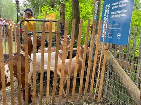 Goats are seen at Riverside Park in New York July 14, 2021.