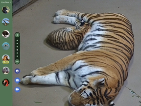 The Toronto Zoo's baby Amur Tiger and its mother Mazy are seen on the new Giant Tiger Live Cam hosted by ZooLife.