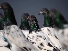 Pigeons sit in their coop in Lahore on October 24, 2010.