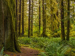 Hoh Rain Forest, Olympic National Park, Washington state.