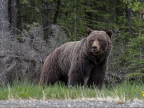 A large grizzly bear.