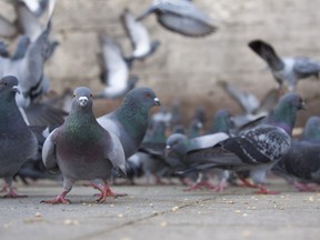Ward 13 Councillor Kristyn Wong-Tam will put forward a motion called Go Tell It To The Birds: Time to Stop Overfeeding Toronto’s Pigeons to city council this week.