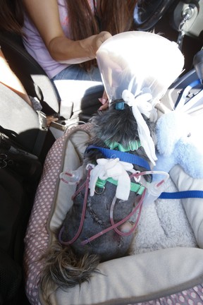 Macy the six-year-old Yorkie was reunited with Dorothy Kwan and daughter Lily, aged 10, after being released from a vet clinic clinic in Scarborough on Friday, July 23 2021. The tiny dog was attacked by a coyote on Tuesday near their home at Warden and St. Clair Ave. East.