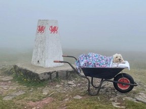 Monty staying warm under a blanket in wheelbarrow. SWNS