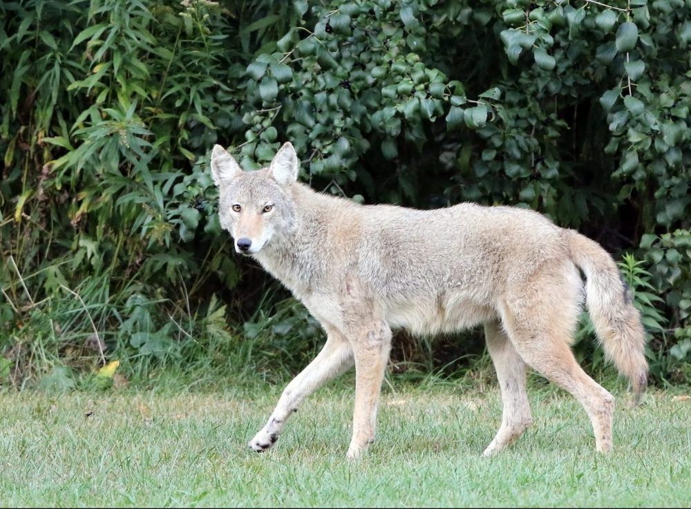 Girl Bitten By Coyote In Oshawa Park | Toronto Sun