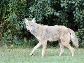 Coyote on the grounds of Brookside Youth Centre on Thursday September 28, 2017 in Cobourg, Ont.