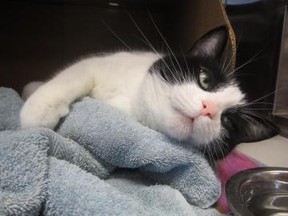 Cat hugging blanket / Toronto Humane Society