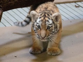 The Toronto Zoo's baby Amur Tiger