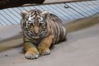 The Toronto Zoo's baby Amur tiger.