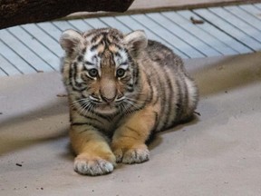 The Toronto Zoo's baby Amur tiger.