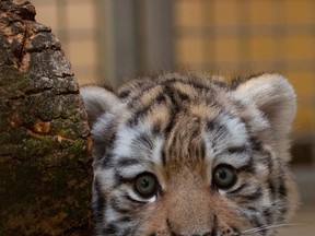 The Toronto Zoo released a picture of its baby Amur Tiger in July. Tigers are among the animals slated to receive COVID vaccine.