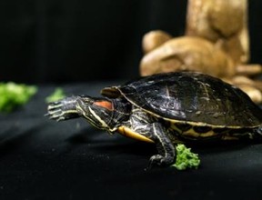 Turtle / Toronto Humane Society