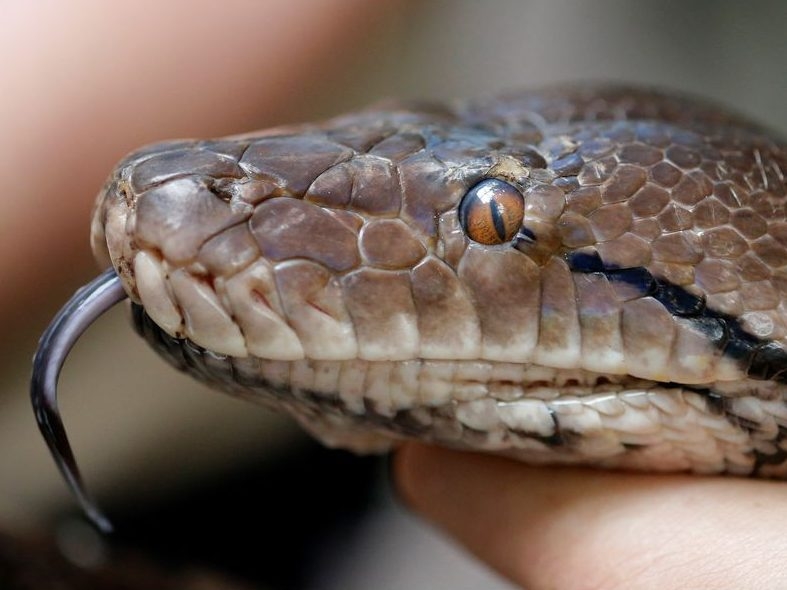 Seorang nenek Indonesia meninggal ketika dia ditelan utuh oleh ular