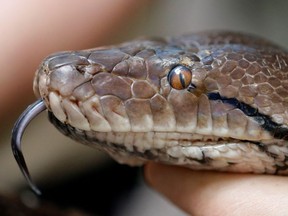 A missing 54-year-old grandmother was swallowed whole by a 6.7-metre-long python in Indonesia, according to the New York Post.