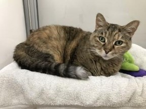 Cat lying on blanket / Toronto Humane Society
