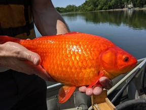 One of several large goldfish pulled from a lake near Minneapolis.