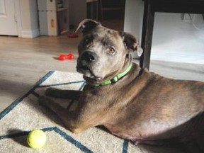 Maple, an eight-year-old old boxer-bulldog mix, is ready for adoption from the Toronto Humane Society.
