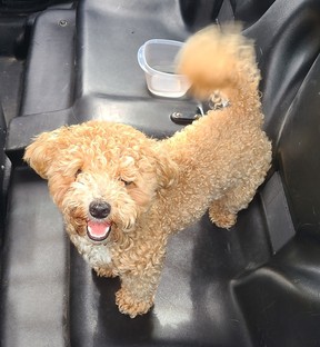 An image released by York Regional Police of a dog rescued from a hot car in Vaughan on June 30, 2021.