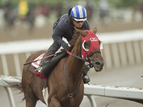 Queen's Plate contender Munnyfor Ro, breezes under jockey Justin Stein.