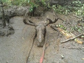 A moose got stuck in mud up to its neck near Timmins.