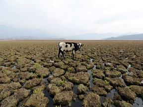 A cow is seen on land that used to be filled with water, at the Aculeo Lagoon in Paine, Chile, May 14, 2018.