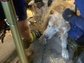 Firefighters in Oregon save a dog that fell into an old well