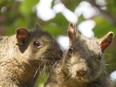 Two squirrels in a suburban backyard in the GTA.