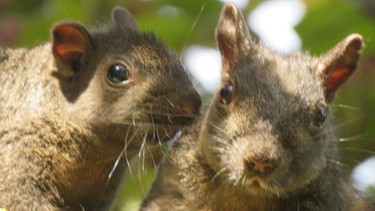 Two squirrels in a suburban backyard in the GTA.
