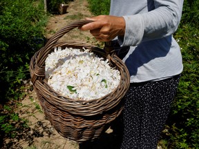 A picker holds a basket of jasmine flowers to be used to make Chanel No. 5 perfume at the Mul family fields in Pegomas near Grasse, in southern France, August 26, 2021.