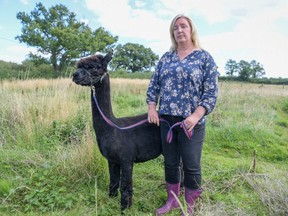 Veterinary nurse Helen Macdonald with the alpaca Geronimo at Shepherds Close Farm in Bristol, England, Aug. 25, 2021.