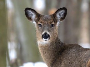 A white-tail deer is pictured in a file photo.