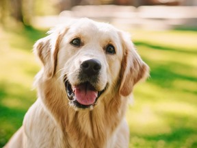 Loyal Golden Retriever Dog Sitting on a Green Backyard Lawn, Looks at Camera. Top Quality Dog Breed Pedigree Specimen Shows it's Smartness, Cuteness, and Noble Beauty. Colorful Portrait Shot