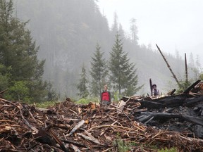 Protesters stand on debris of a cutblock as RCMP officers arrest those manning the Waterfall camp blockade against old growth timber logging in the Fairy Creek area of Vancouver Island, near Port Renfrew, B.C., in May.