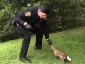 An officer from the  Ramapo Police Department attempts to rescue a raccoon who had a can stuck on its head.