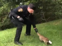An officer from the  Ramapo Police Department attempts to rescue a raccoon who had a can stuck on its head. 
