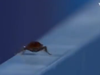 Instead of filming a field hockey game, an Olympic cameraman instead focused on a cockroach instead.
