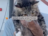 Stanley the cat. Vlusia Sheriff’s Office/Youtube