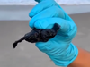 A two-headed turtle was discovered on a North Carolina beach.