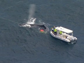 Seaworld Rescue crew work to free a whale tangled in shark nets off Queensland's Gold Coast, Australia August 11, 2021, in this screen grab taken from a video.