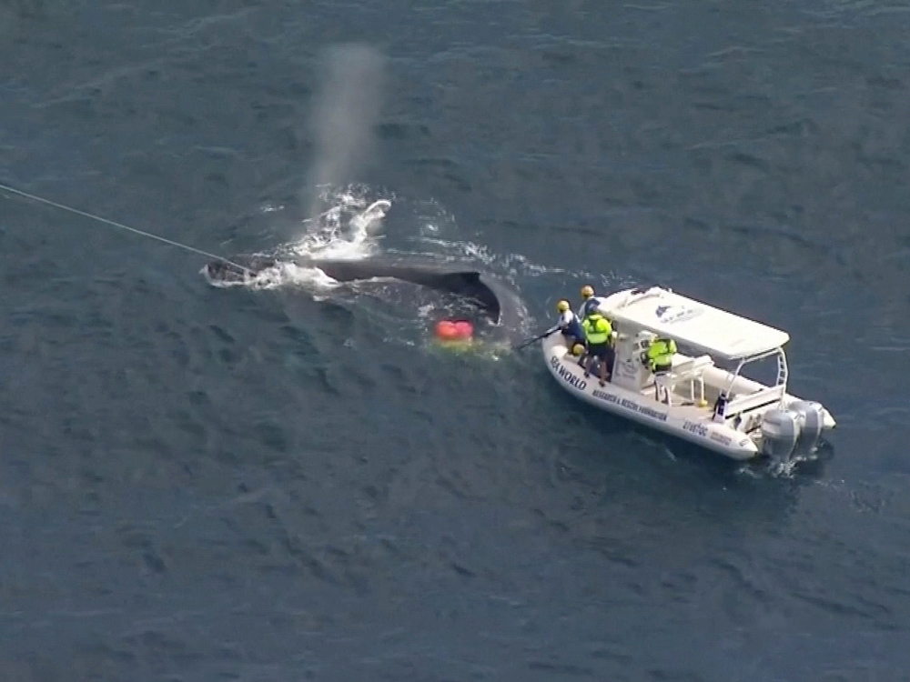 Marine rescuers work to free whale caught in shark net on Gold Coast ...