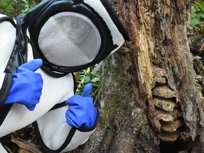 Washington State Department of Agriculture staffer giving thumbs up in front of base of tree where murder hornets nest was found in Washington State.