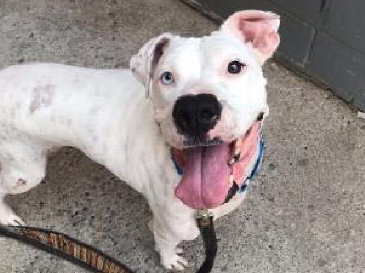 FOREVER FRIEND: Deaf but 'loving' boxer-mix ready for new home ...