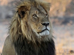 A 2013 file photo of Cecil the lion at Hwange National Park in Zimbabwe.