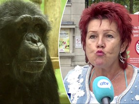 Adie Timmermans wants to marry the chimp known as Chita. Zoo officials say that is a problem.