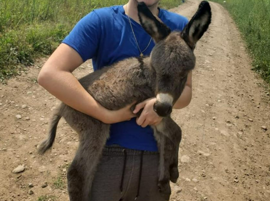 Threeweekold miniature donkey taken from Halton Hills farm Cops
