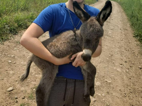 An image released by Halton cops of a three-week-old donkey named Sebastian that was taken from its owner's Halton Hills farm sometime between Thursday, Aug. 19 and Friday, Aug. 20.