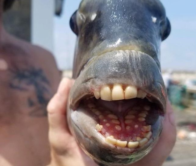 Fish with human-like teeth caught in N. Carolina